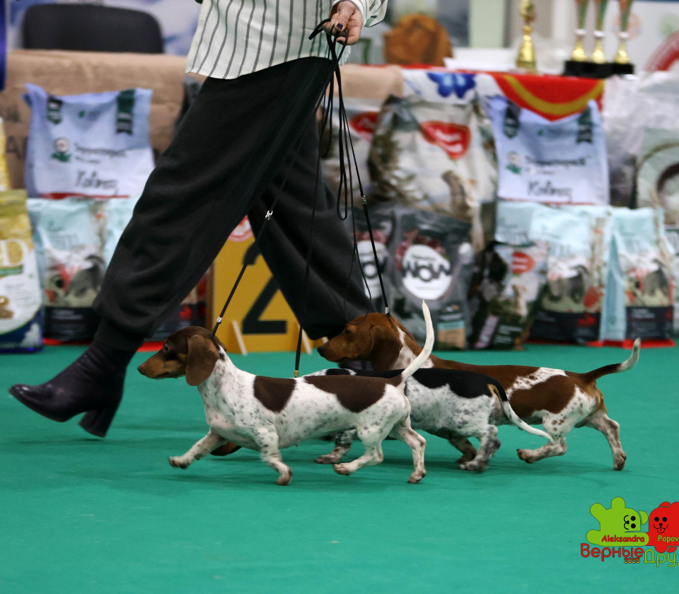 kubok mira8