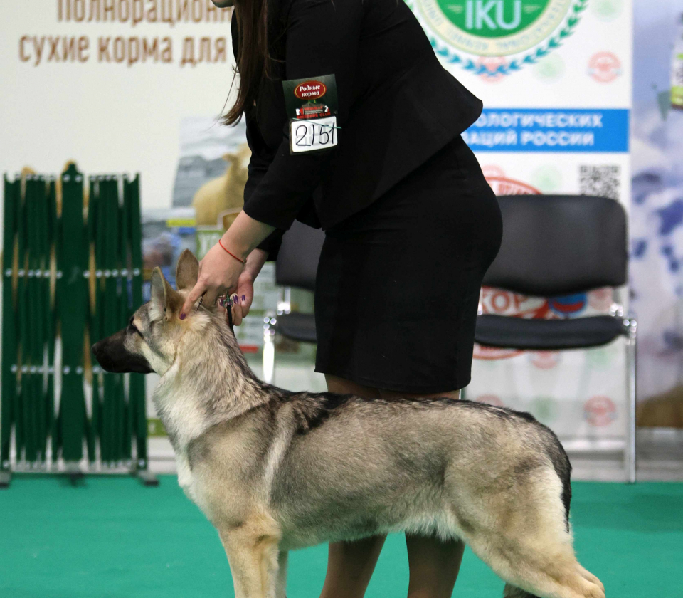 kubok mira82
